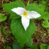 trilliumtrekker